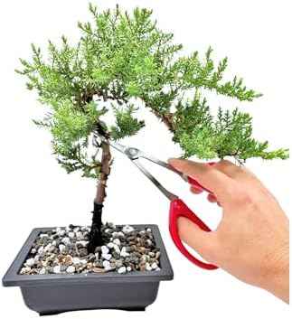 Bonsai Scissors By The Bonsai Supply- Stainless Steel