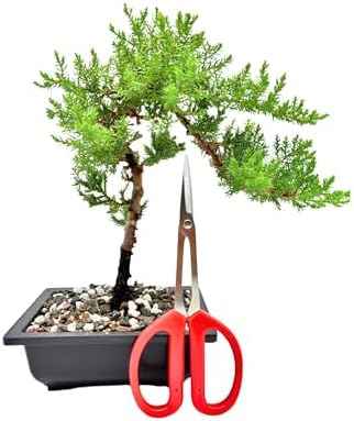 Bonsai Scissors By The Bonsai Supply- Stainless Steel